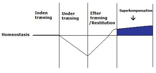 Homeostasis, restitution Homeostasis, restitution